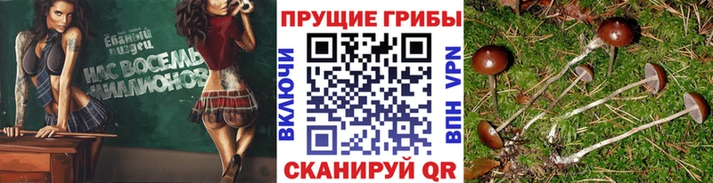 ОМГ ОМГ ссылки  Чудово  Галлюциногенные грибы мицелий 